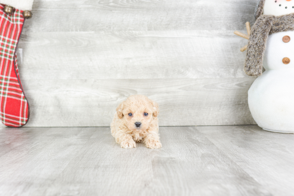 Energetic Cavalier Designer Puppy