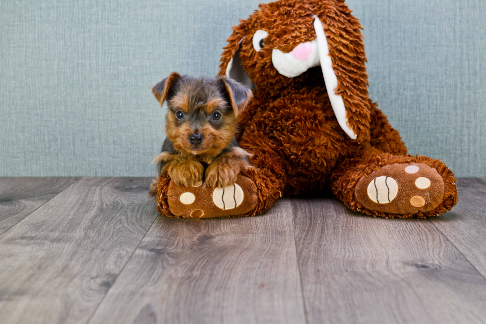 Meet Ebenezor - our Yorkshire Terrier Puppy Photo 