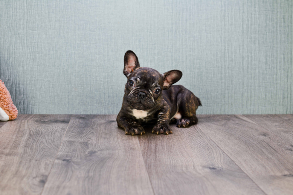 French Bulldog Puppy for Adoption