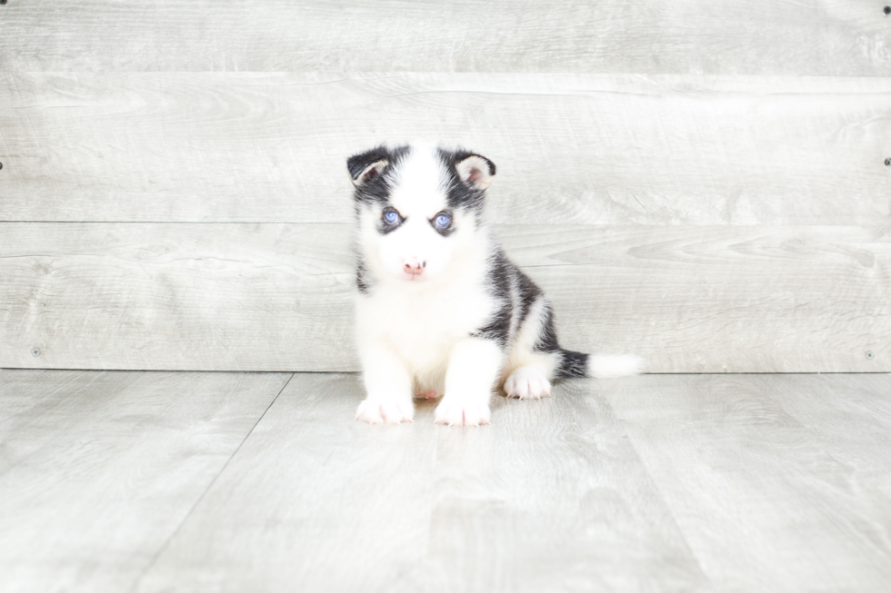 Best Pomsky Baby