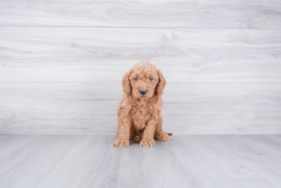 Sweet Mini Goldendoodle Baby