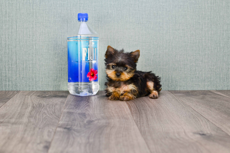 Meet Twinkle - our Yorkshire Terrier Puppy Photo 