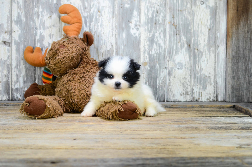 Pomeranian Puppy for Adoption