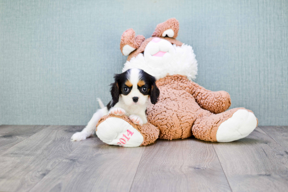 Best Cavalier King Charles Spaniel Baby