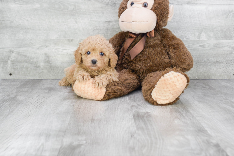 Adorable Cavoodle Poodle Mix Puppy