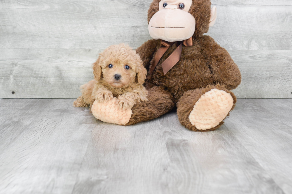 Adorable Cavoodle Poodle Mix Puppy