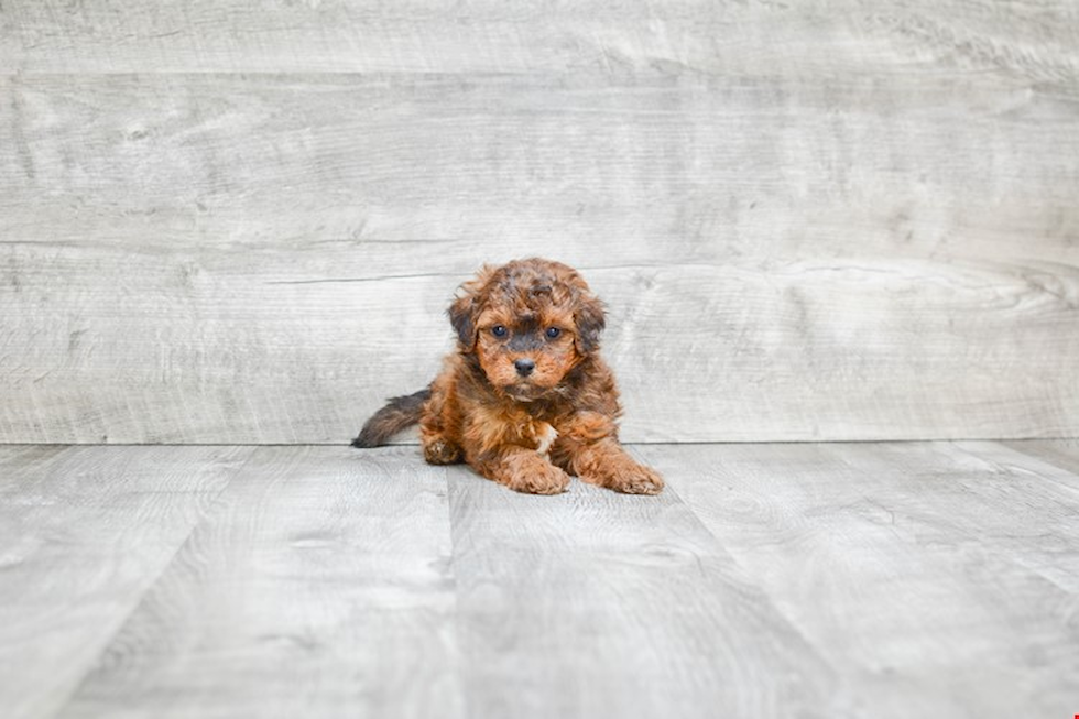 Smart Mini Bernedoodle Poodle Mix Pup