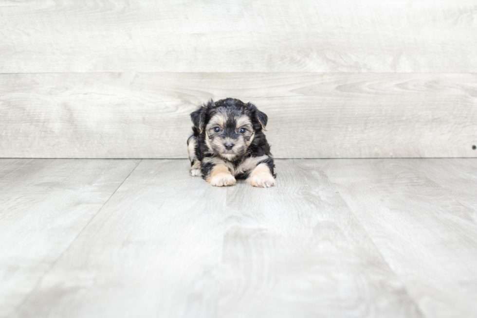 Adorable Yorkie Designer Puppy