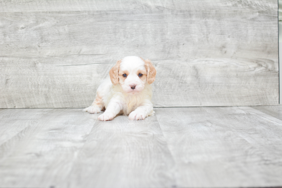 Cavapoo Pup Being Cute