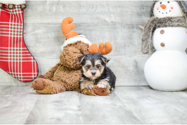 Cute Morkie Baby