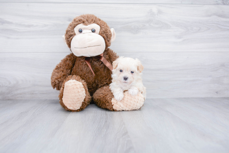 Fluffy Maltipoo Poodle Mix Pup