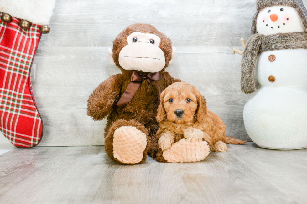 Adorable Golden Retriever Poodle Mix Puppy