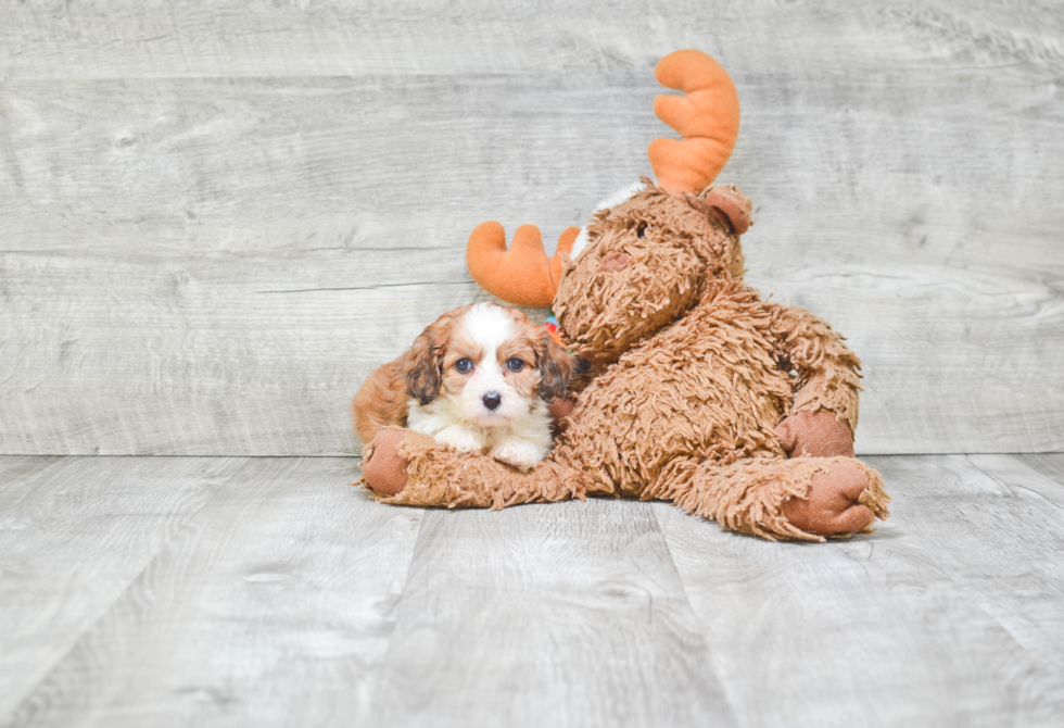 Small Cavapoo Baby