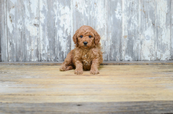 Popular Mini Goldendoodle Poodle Mix Pup