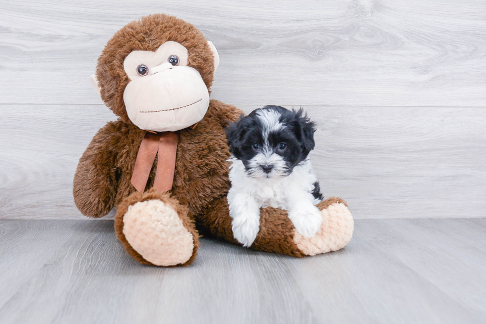 Akc Registered Havanese Baby