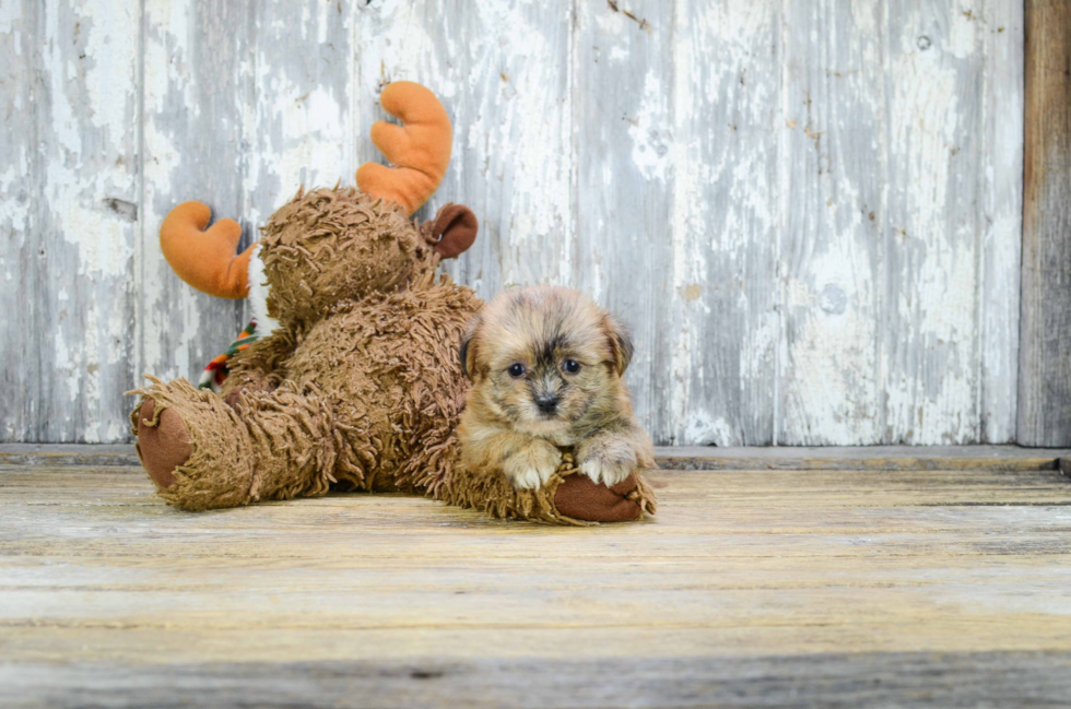 Small Shorkie Baby