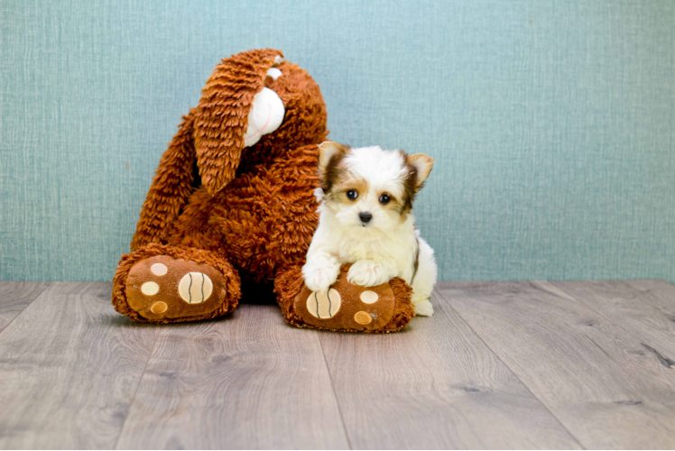 Friendly Morkie Baby