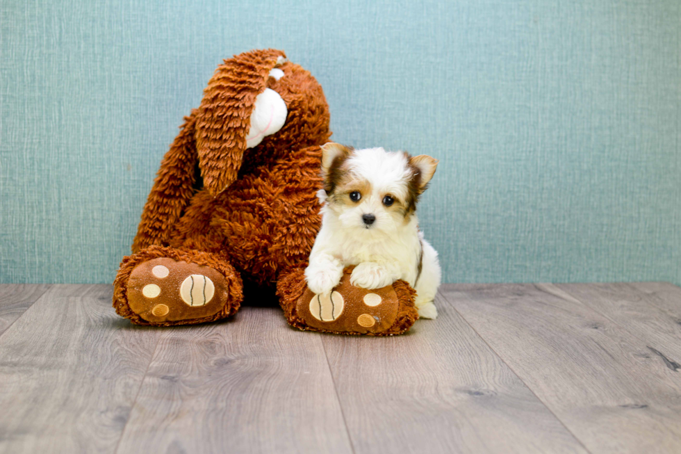 Friendly Morkie Baby