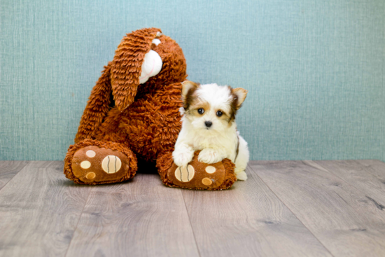 Friendly Morkie Baby