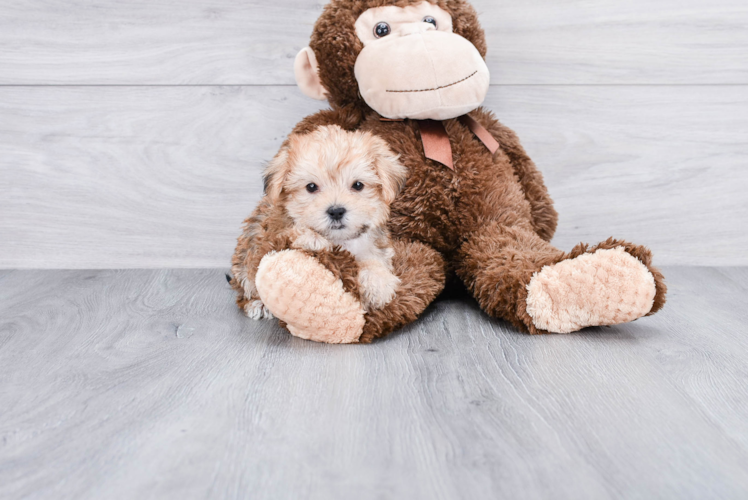 Morkie Puppy for Adoption