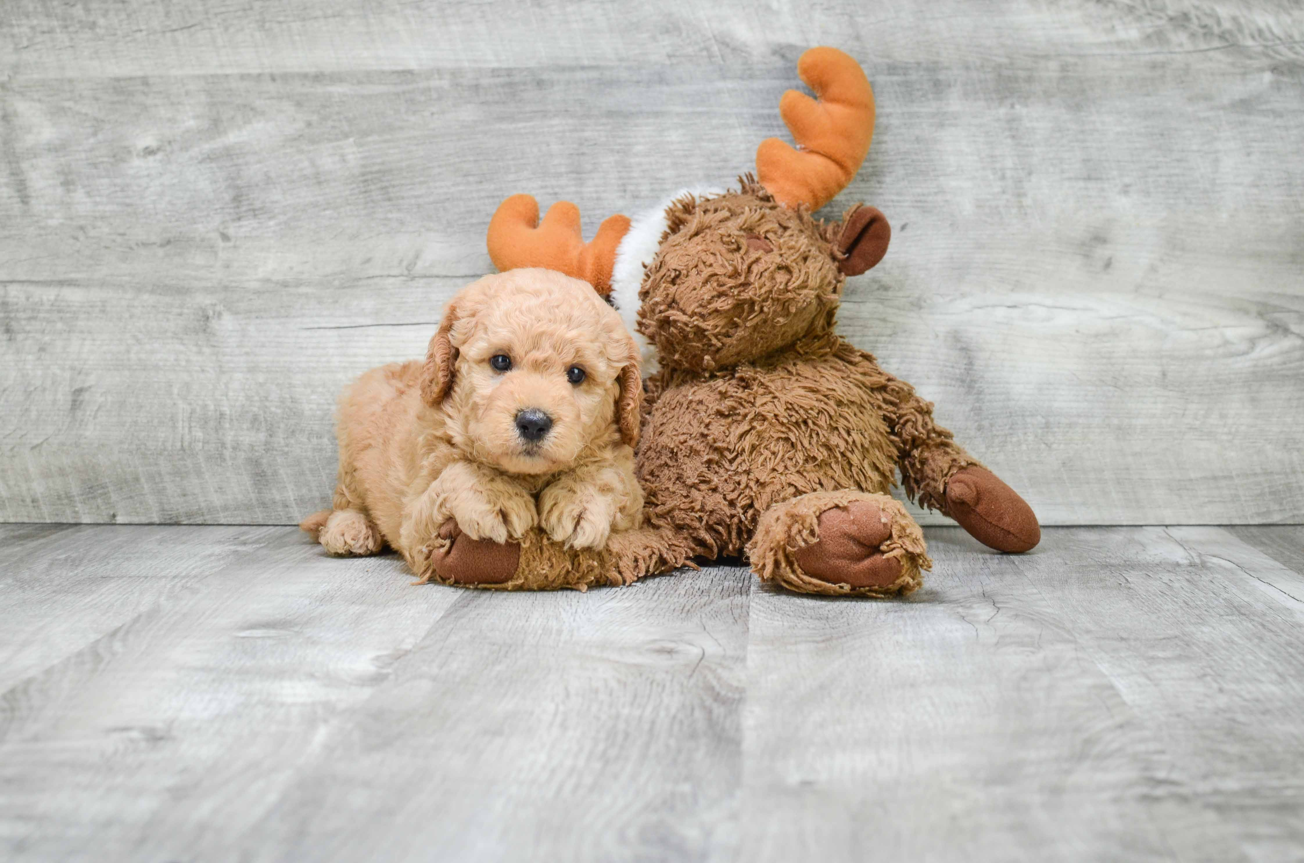 Best Mini Goldendoodle Baby