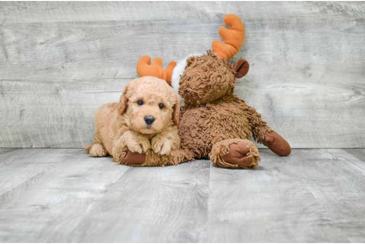 Best Mini Goldendoodle Baby