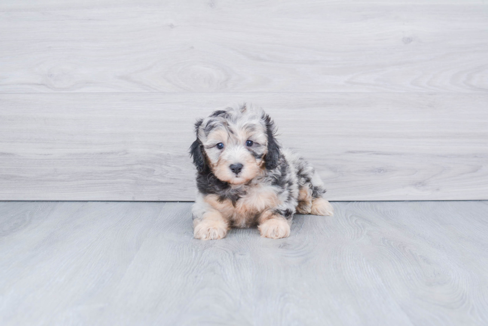Mini Aussiedoodle Pup Being Cute