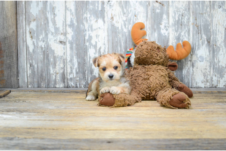 Fluffy Morkie Designer Pup