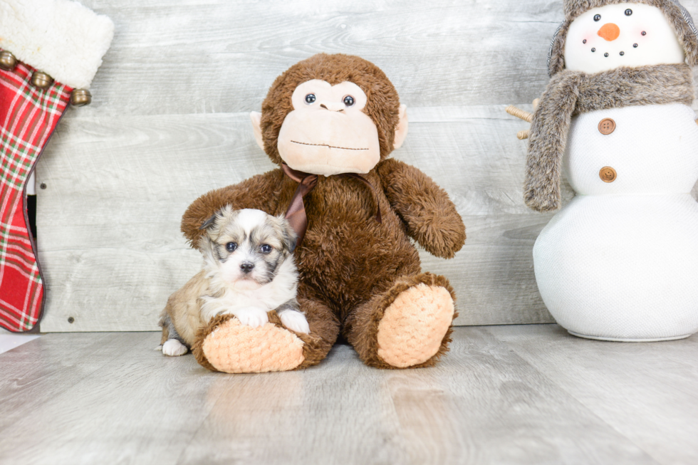 Havanese Puppy for Adoption