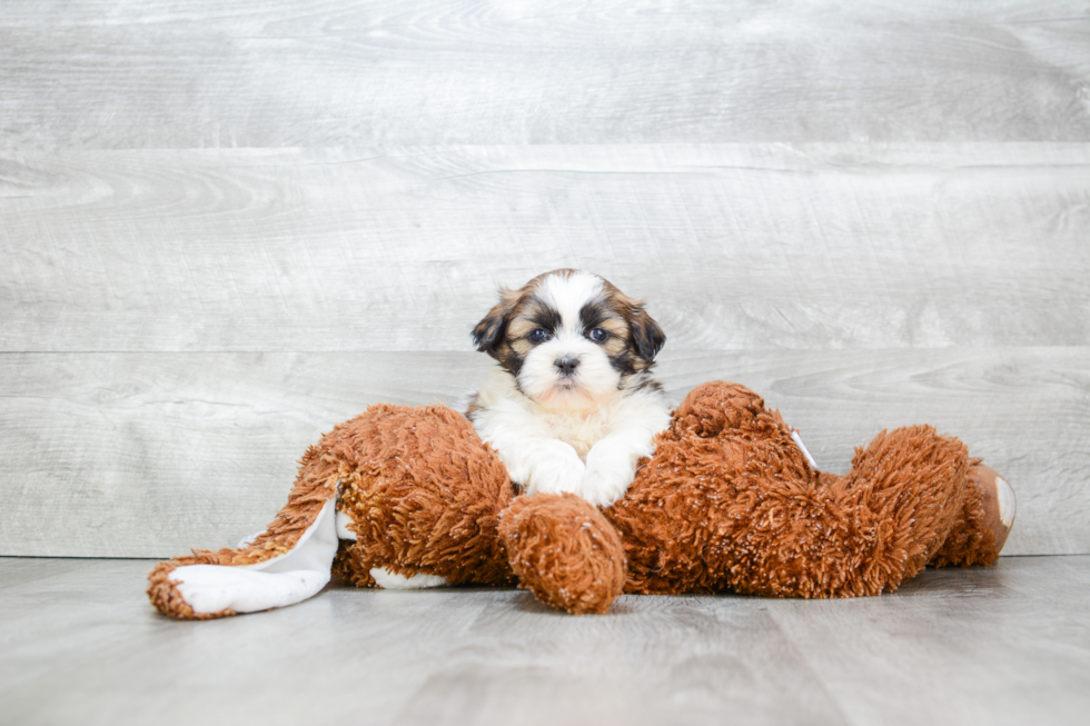 Small Teddy Bear Baby