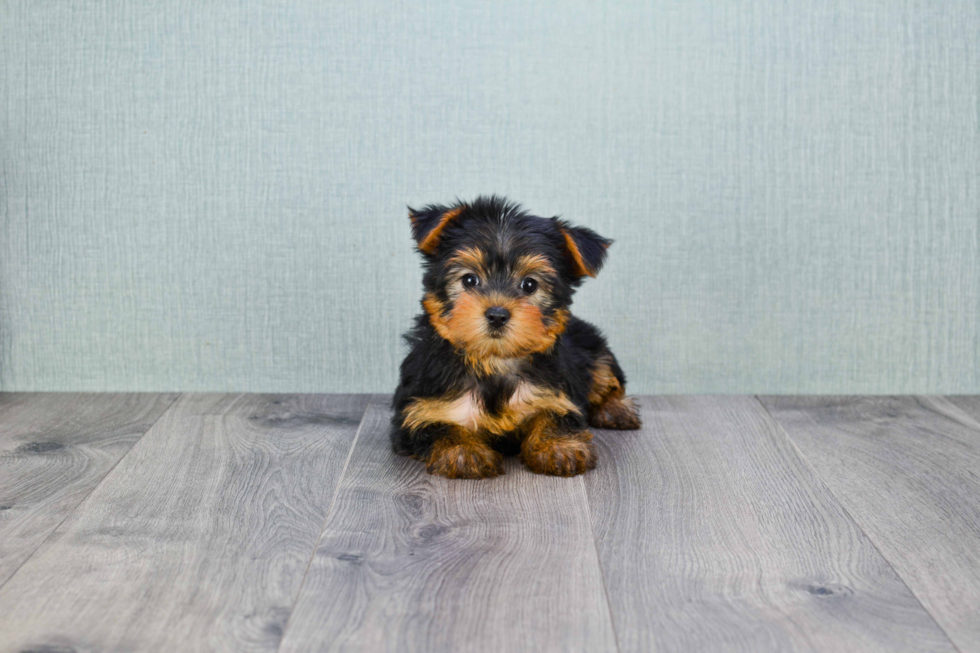 Meet Bella - our Yorkshire Terrier Puppy Photo 