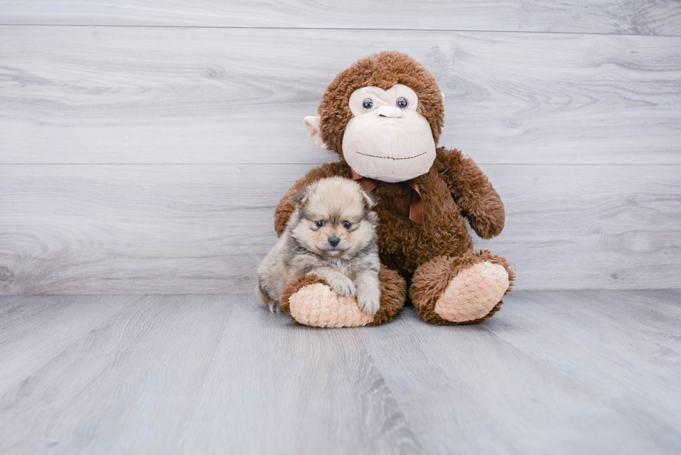Best Pomeranian Baby