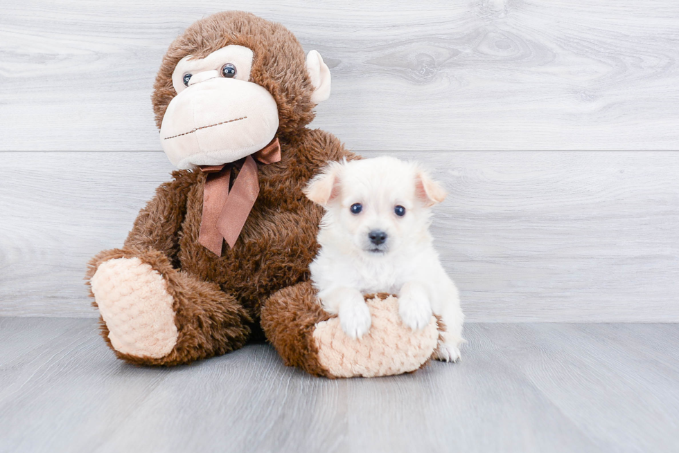 Hypoallergenic Maltese Poodle Poodle Mix Puppy