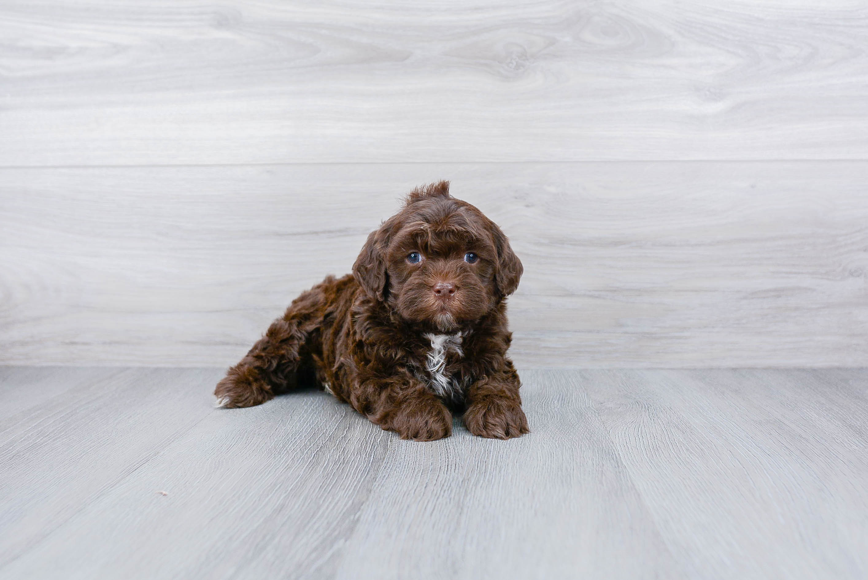 Happy Cockapoo Baby