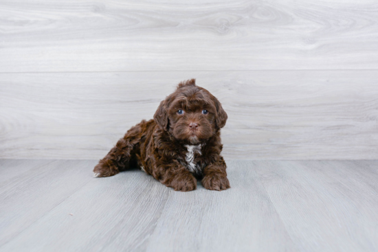 Happy Cockapoo Baby