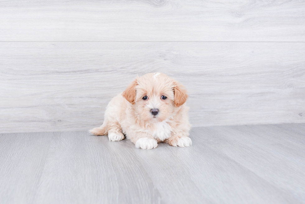 Best Maltipoo Baby