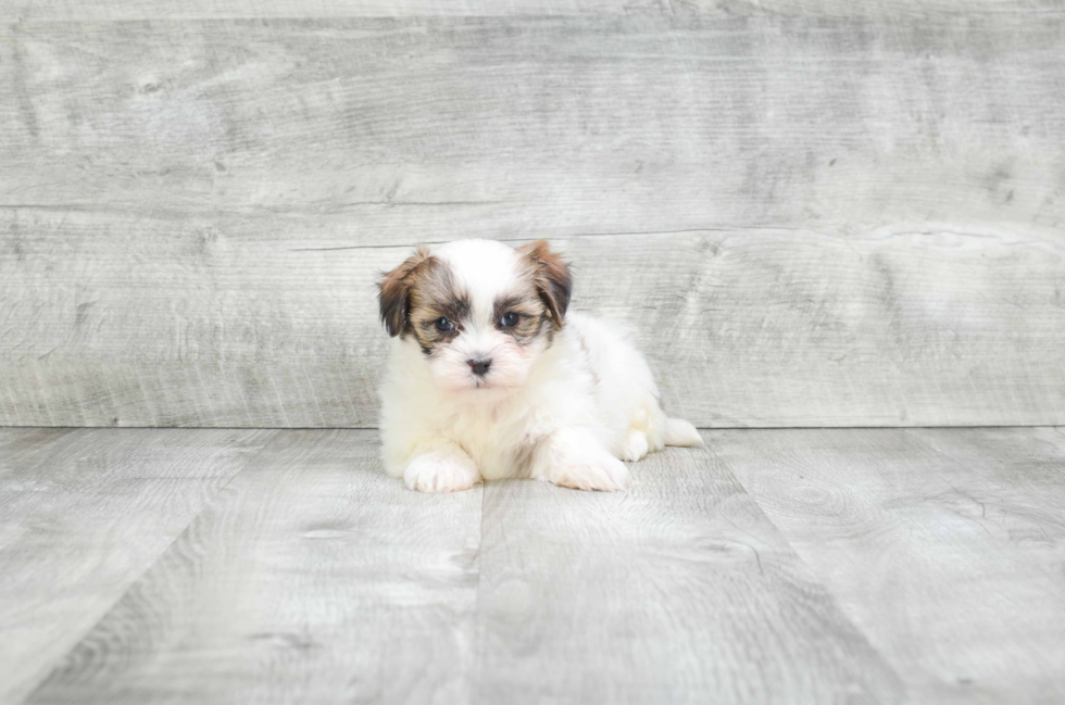 Sweet Teddy Bear Baby