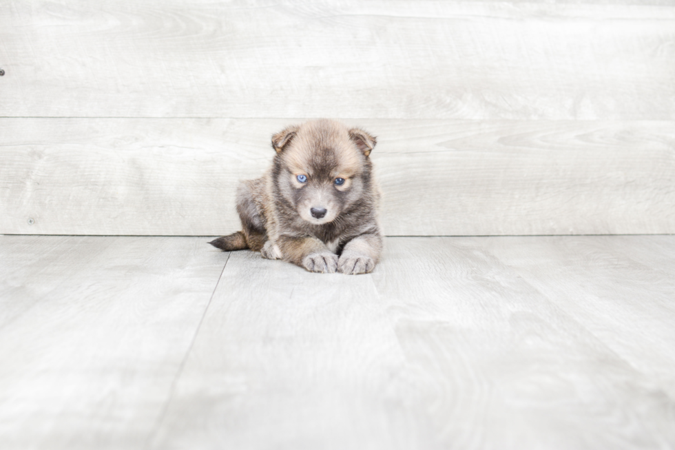 Hypoallergenic Mini Husky Designer Puppy