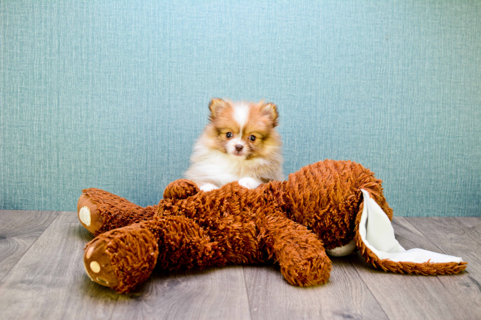 Pomeranian Pup Being Cute