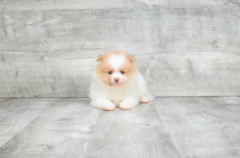 Sweet Pomeranian Purebred Puppy