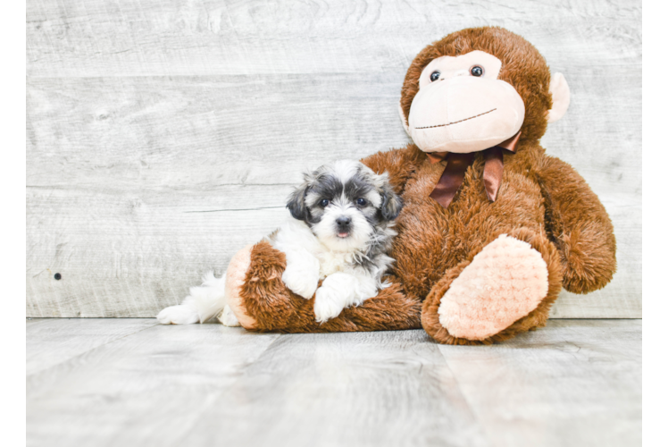 Popular Teddy Bear Designer Pup