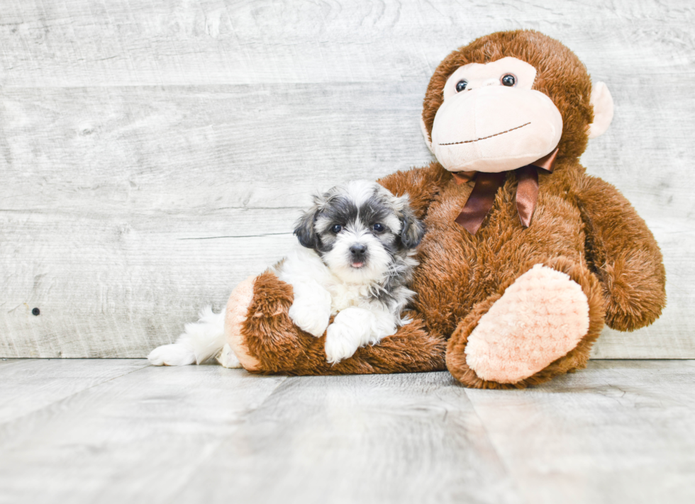 Popular Teddy Bear Designer Pup