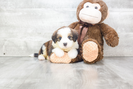 Small Mini Bernedoodle Baby