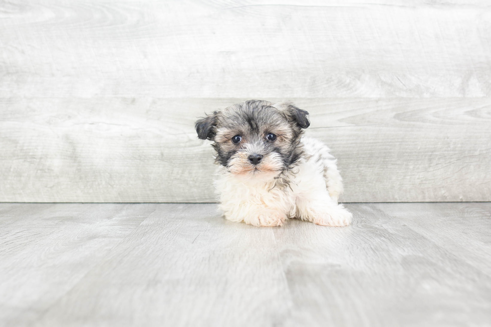 Smart Havanese Purebred Puppy