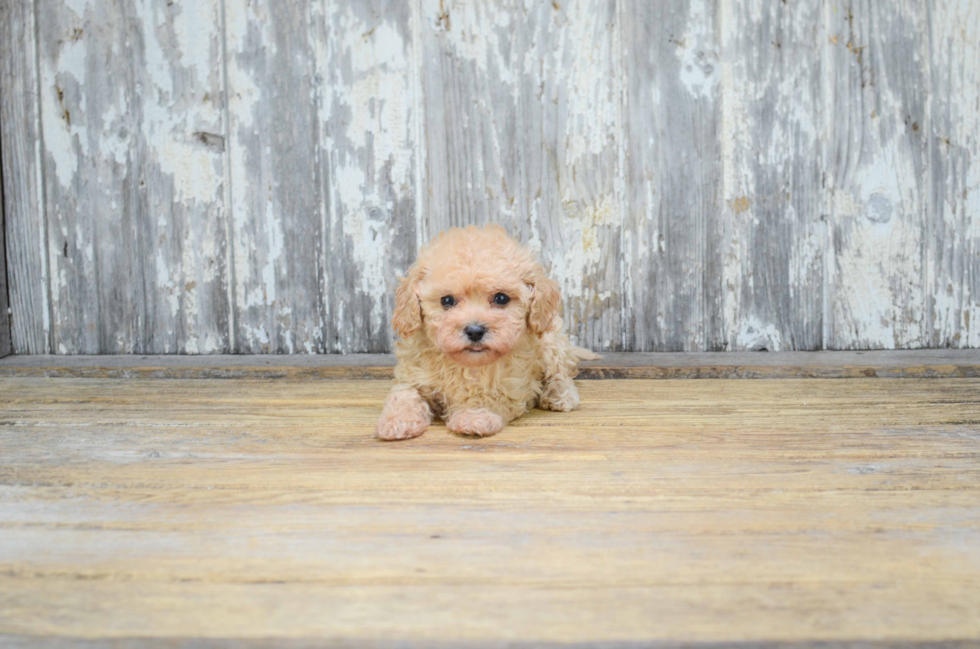 Cavapoo Puppy for Adoption