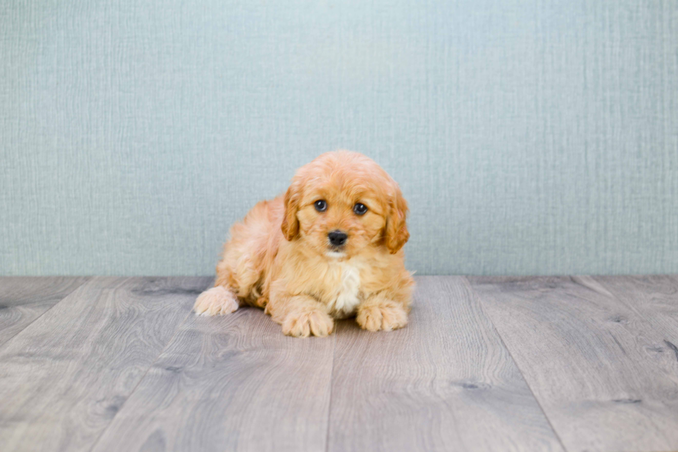 Cavapoo Pup Being Cute