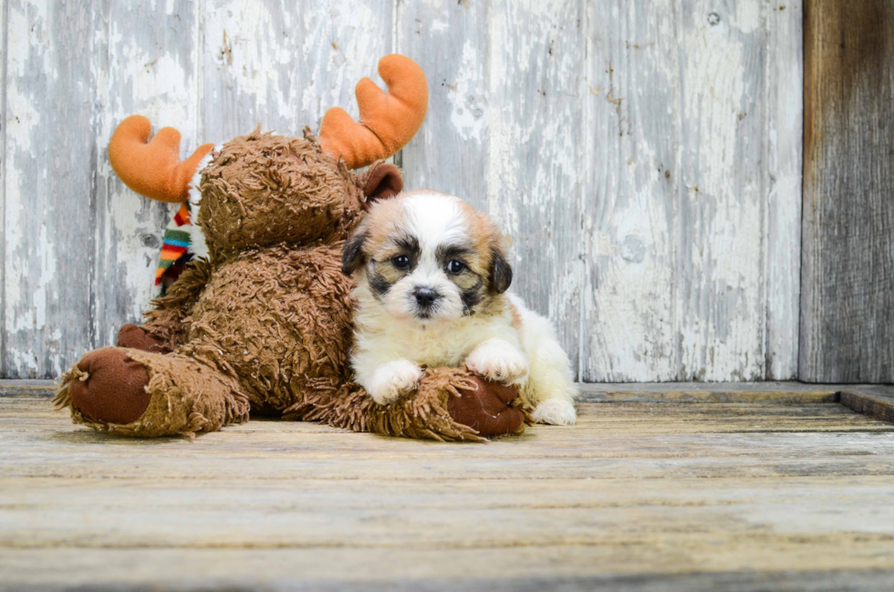 Hypoallergenic Shichon Designer Puppy