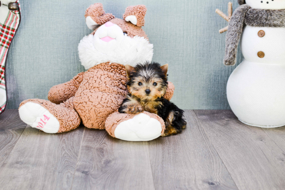 Meet Goldie - our Yorkshire Terrier Puppy Photo 