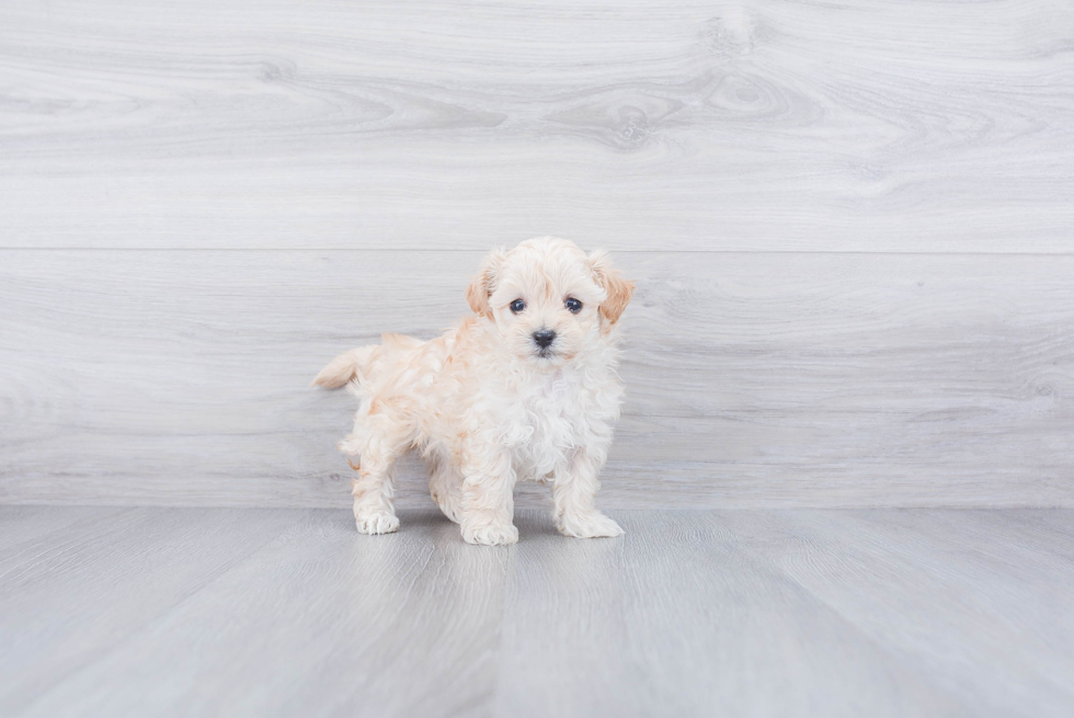 Sweet Maltipoo Baby