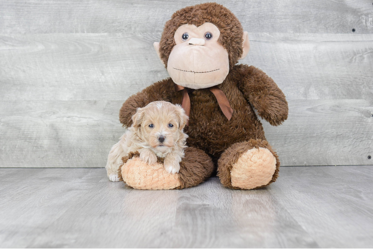 Little Maltepoo Poodle Mix Puppy